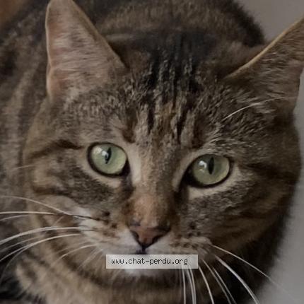 Photo 1/1 Cat reunited Lost in Somain