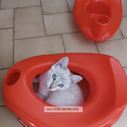 Photo 1/1 Lili Chat lost in Megeve