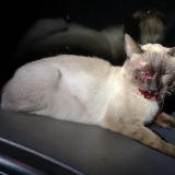 Picture of cat found at Ponteilla