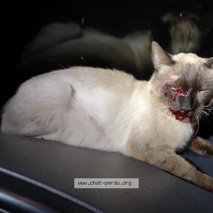 Photo 1/1 Found cat Found in Ponteilla