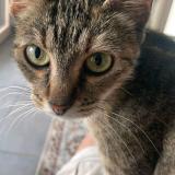 Picture of cat lost at La Rochelle