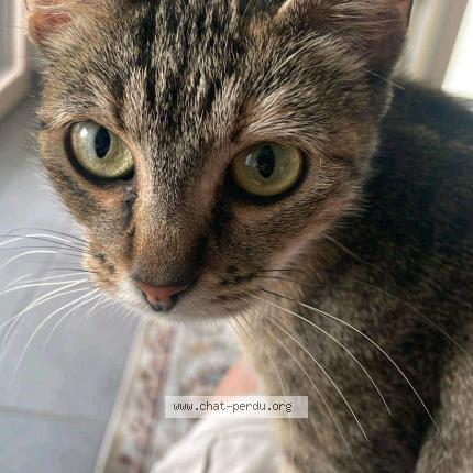 Photo 1/1 Marguerite Chat lost in La rochelle