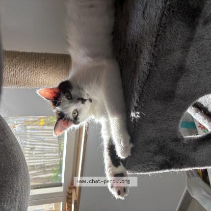 Photo 1/1 Chichiya Chat lost in Savenay