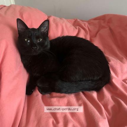 Photo 1/1 LOKY Chat lost in Questembert