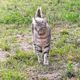 Picture of cat lost at Toulon