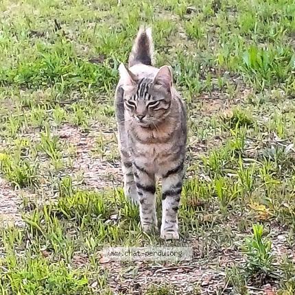 Photo 1/1 TYGER Chat lost in Toulon