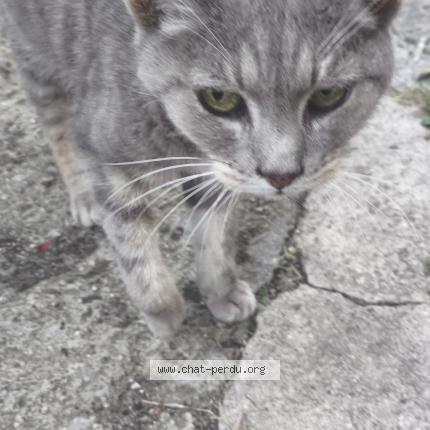 Photo 1/1 Found cat Found in Beauvais