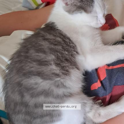 Photo 1/1 Ponyo Chat lost in Troyes