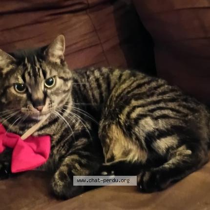 Photo 1/1 Spiner Chat lost in Onnaing