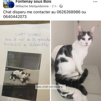 Photo 1/1 Sirius Chat lost in Fontenay sous bois
