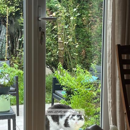 Photo 1/1 Found cat Found in Conflans sainte honorine