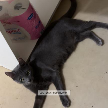 Foto van vermiste kat in Mouscron