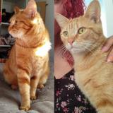 Picture of cat lost at Saint Pere En Retz