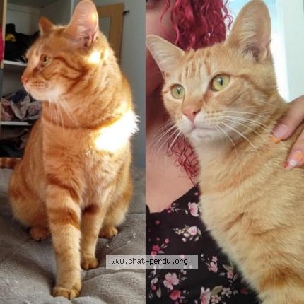 Photo 1/1 Ulysse Chat lost in Saint pere en retz