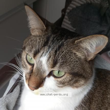 Photo 1/1 Praline Chat lost in Le controis en sologne