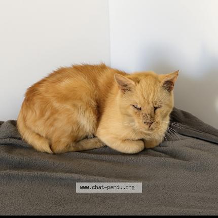 Photo 1/1 Tropico Chat lost in Amblainville