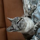 Picture of cat found at Thouare Sur Loire