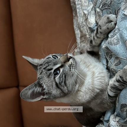 Photo 1/1 Found cat Found in Thouare sur loire