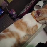 Picture of cat found at San Salvador