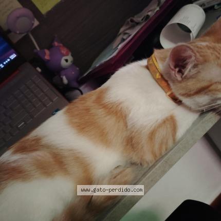 Photo 1/1 Found cat Found in San salvador