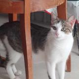 Picture of cat found at Luxeuil Les Bains