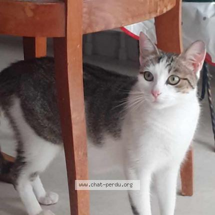 Photo 1/1 Found cat Found in Luxeuil les bains