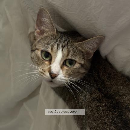 Photo 1/1 Jypsy Chat lost in Rapid