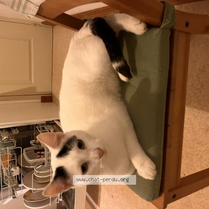 Photo 1/1 Kyo Chat lost in Les sables d olonne