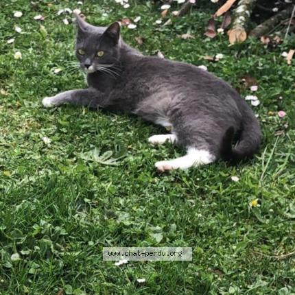 Photo 1/1 Mina Chat lost in Seynod