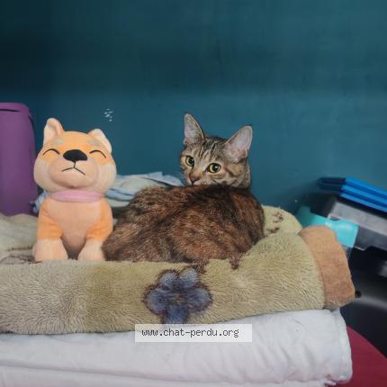 Photo 1/1 Shenzy Chat lost in Bourges