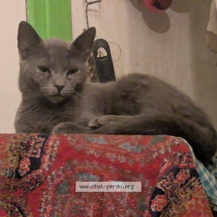 Photo 1/1 Buffy Chat lost in Valenciennes