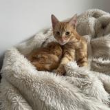 Picture of cat found at Lille