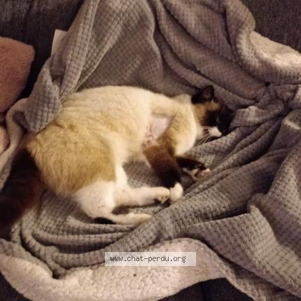 Photo 1/1 Oups Chat lost in Charbonnieres les varennes