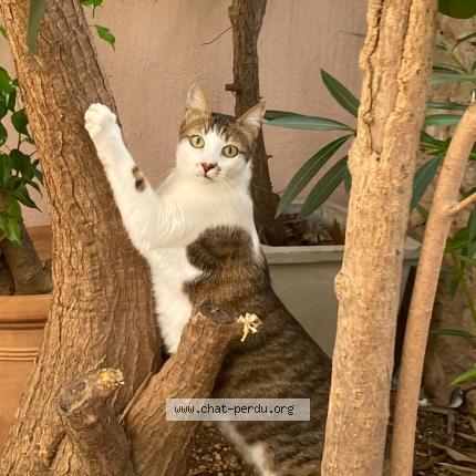 Photo 1/1 Saros Chat lost in Toulon