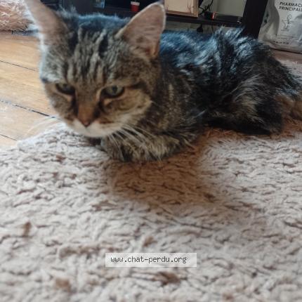 Photo 1/1 Sophie Chat lost in Auxerre