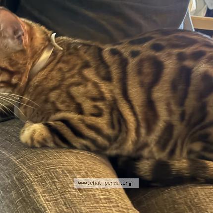 Photo 1/1 Cat reunited Found in Montreal