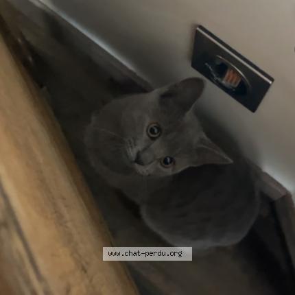 Photo 1/1 Arya Chat lost in Deols