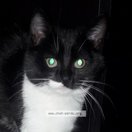 Photo 1/1 Mimi Chat lost in Landeronde