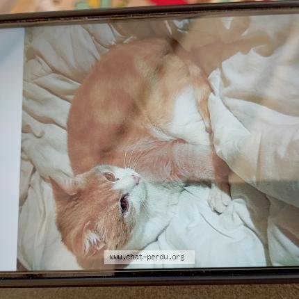 Photo 1/1 Caramel Chat lost in Beaucroissant