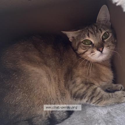 Photo 1/1 Tecna Chat lost in Massy