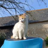 Picture of cat lost at La Menitre