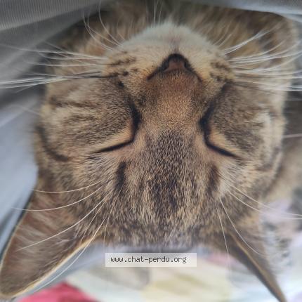 Photo 1/1 Truity Chat lost in Jamiolle