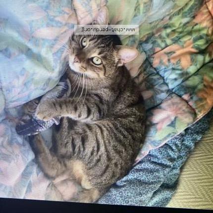 Photo 1/3 Sunna Chat lost in Villepinte