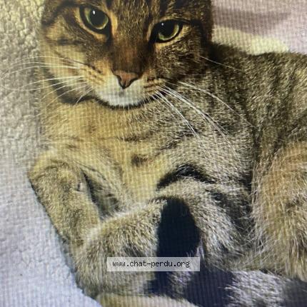 Photo 2/3 Sunna Chat lost in Villepinte