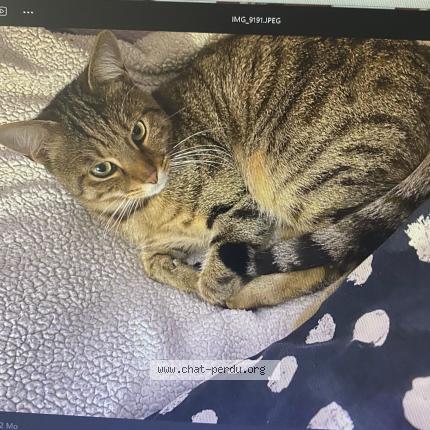 Photo 3/3 Sunna Chat lost in Villepinte