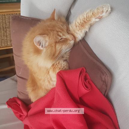 Photo 1/1 Samy Chat lost in Tilloy les mofflaines