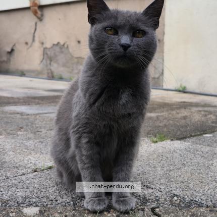 Photo 1/1 Louloute Chat lost in Neuves maisons