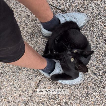 Photo 1/1 Chien chien Chat lost in Bron