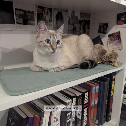 Photo 1/1 Kirua Chat lost in La jonchere saint maurice