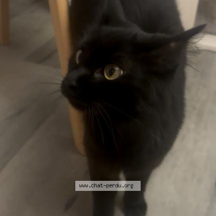 Photo 1/1 Végéta Chat lost in Toulouse